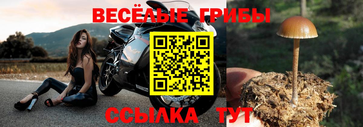 Галлюциногенные грибы прущие грибы Соль-Илецк